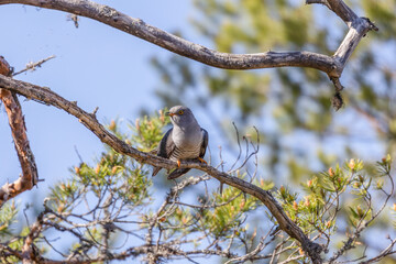 Common cuckoo perched on a tree branch. Sweden