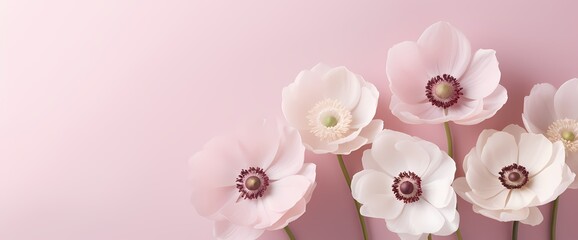 Minimalist arrangement of delicate anemone flowers captured from above, offering a blank canvas for your text.