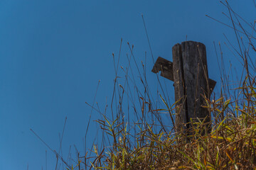 A wooden post is standing in a field of tall grass