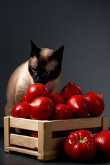 Cute, curious mekong bobtaile cat (siames) near a wooden box with fresh, red tomatoes