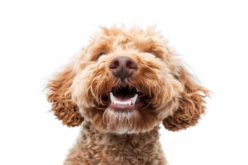 Fototapeta premium Labradoodle enjoying dental treat showcasing healthy teeth with smile Concept for dog dental health