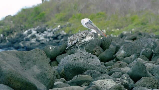 Beautiful white and brown Pelican bird twisting its long neck.