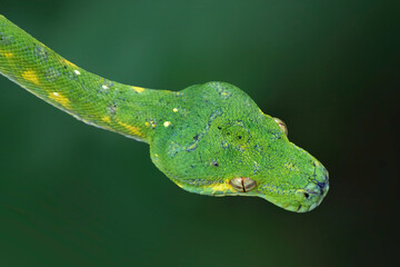 Green tree python snake closeup head, Chondropython viridis snake closeup with black background, Morelia viridis snake