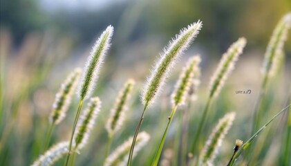Fototapeta na wymiar Morning Bokeh Close-up of Green Foxtail Grass