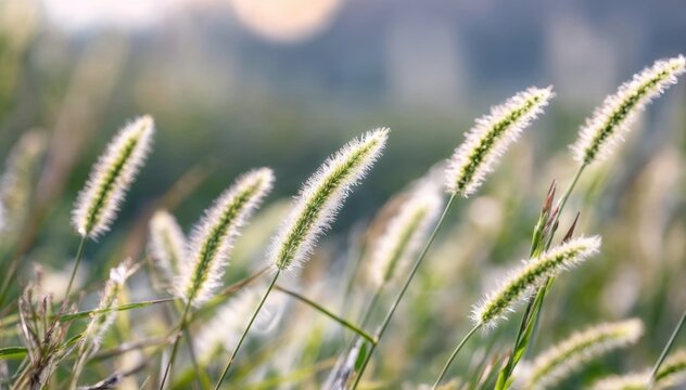 Morning Bokeh Close-up of Green Foxtail Grass