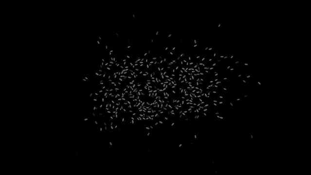 Microscopic cells, microbes moving in a random manner 