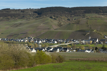 Valley of the Moselle. Forest at Lösnich. Rhineland-Palatinate. Germany. River Moselle area. 