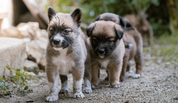a cute puppy leads the way for another puppy