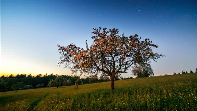 Night to day time lapse showing an idyllic rural landscape with a tree on a meadow. Starry sky blending to gold morning light