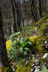 Forest at Lösnich. Rhineland-Palatinate. Germany. River Moselle area. 