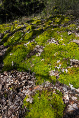 Fototapeta na wymiar Moss at Forest at Lösnich. Rhineland-Palatinate. Germany. River Moselle area. 