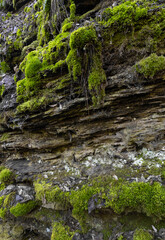 Moss on rocks. Forest at Lösnich. Rhineland-Palatinate. Germany. River Moselle area. 