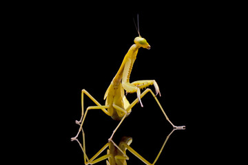 Praying mantis "hierodula venosa" defensive pose on isolated background, Hierodula venosa closeup