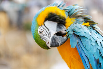 Closeup of colorful macaw bird face. Macro parrot bird head.Blue and gold Macaw parrot. Exotic colorful beautiful African macaw parrot.Bird watching in safari, South Africa wildlife.