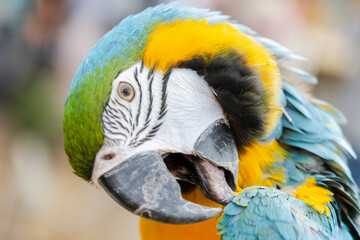 Closeup of colorful macaw bird face. Macro parrot bird head.Blue and gold Macaw parrot. Exotic...