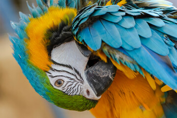 Closeup of colorful macaw bird face. Macro parrot bird head.Blue and gold Macaw parrot. Exotic...
