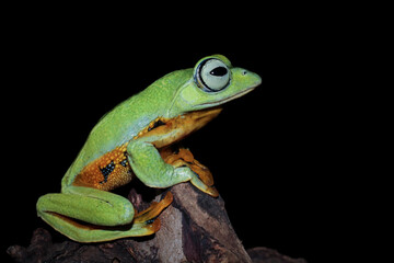 Tree frog on wood, Gliding frog (Rhacophorus reinwardtii) sitting on leaves, Javan tree frog on...