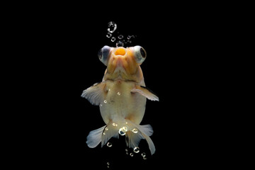 Demekin calico goldfish blowing bubbles from his mouth on black background, Demekin calico goldfish on black background