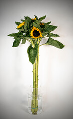 Naturaleza Primaveras flores jardín