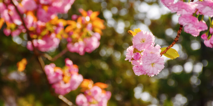 closeup of pink sakura blossom. fresh nature background on a sunny day