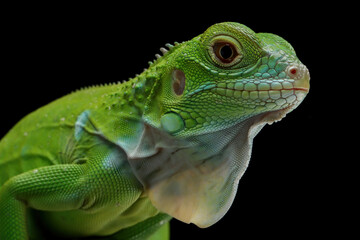 Green Iguana closeup head on black background, Head of green iguana side view on black background 