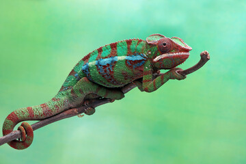 The panther chameleon (Furcifer pardalis) on branch, chameleon panther closeup with natural...