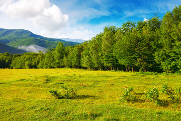 grassy meadow among beech forest on the hill. mountainous landscape of ukraine in spring. carpathian countryside scenery on a sunny morning - 779648900