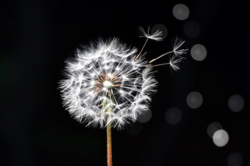 Dandelion with seeds flying away isolated on a black background