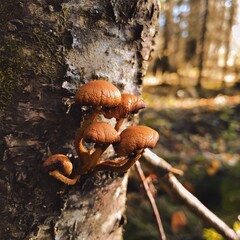 mushrooms on a tree