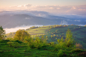 carpathian countryside scenery on a sunny morning in spring. mountainous landscape with grassy rural fields and meadows. fog in the distant valley. clouds above the mountains