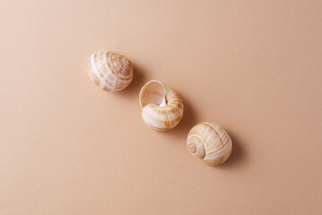 Different snail shells on a beige background, minimalism concept, monochrome palette
