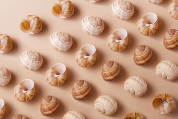 Pattern of different snail shells on a beige background, monochrome palette
