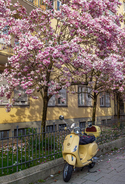 Motorroller vor einem pr&auml;chtig bl&uuml;hender Baum in Schwabing, M&uuml;nchen, Bayern, Deutschland