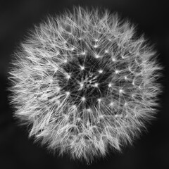 Detail of a dandelion head full of seeds in black and white, macro texture, background