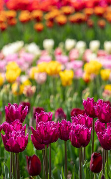 Variety of stunning tulips in vibrant colours, photographed at Wisley garden, Surrey, UK, in spring.