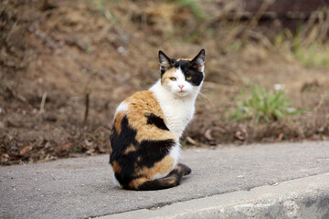 Red white cat with black spots sitting on city street in spring