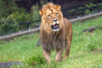 Lion (Panthera leo) moving towards the camera, mouth open showing its fangs.