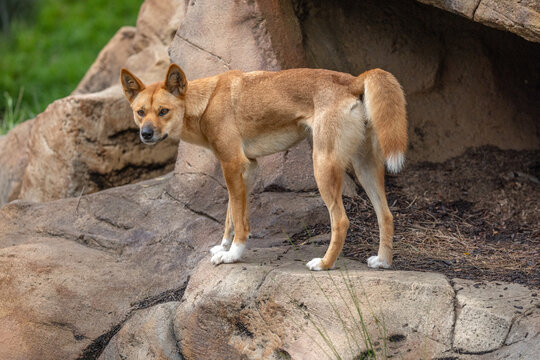 Close-up portrait of an Australian Dingo (Canis lupus dingo), which is related to the Singing Dog of New Guinea, looking intently at a possible prey, ears pointing up and tail raised with anticipation