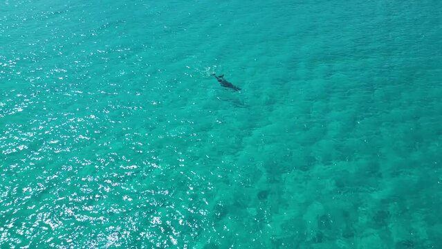 Dolphins swim in the azure waters of Sardinia.