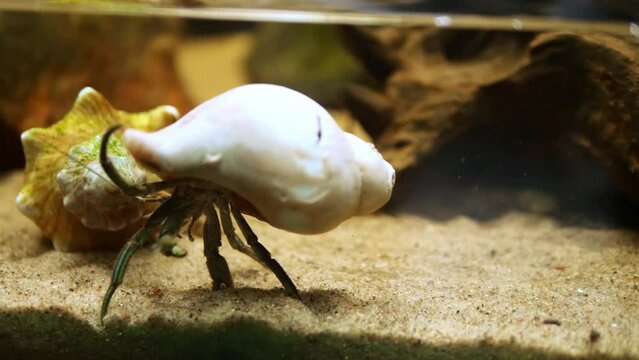 Hermit crab as it explores the depths of an aquarium floor, carrying its shell with graceful movements. hermit crab navigates its underwater habitat, showcasing its unique behavior and adaptation. 