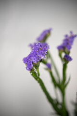 Naturaleza Primaveras flores jardín
