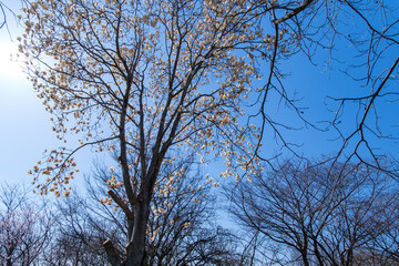 Fototapeta premium 輝くモクレン