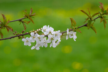 Blooming apple tree branch in the park