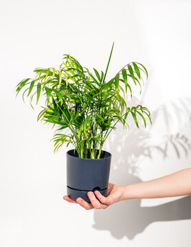 Hand hold house plant chamaedorea in a pot on a white isolated background.