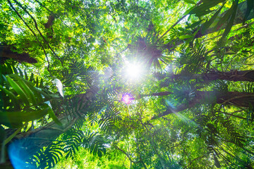 Tropical rainforest green jungle in Baihualing, Hainan, China