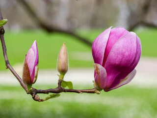 close up of pink magnolia and buds