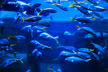 Fototapeta na wymiar Tropical marine fish in natural habitat.