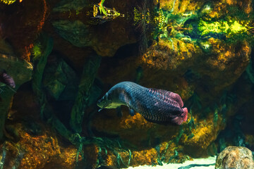 Tropical marine fish in natural habitat.