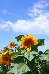 Photo of sunflower close-up