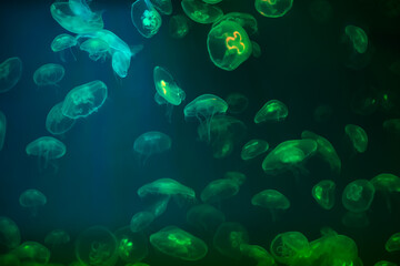 Jellyfish in their natural habitat. - 779664581